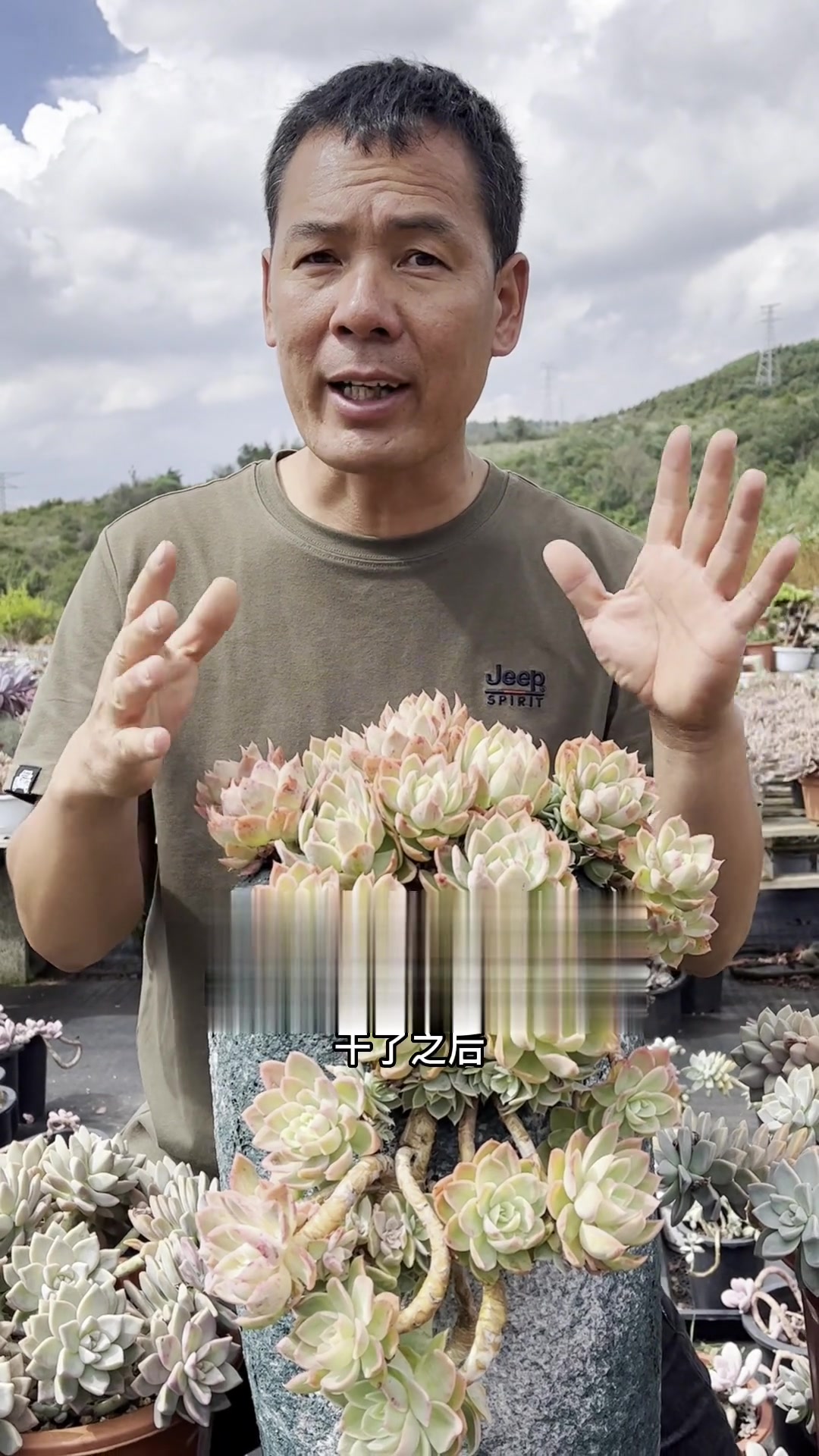 多肉植物丝绸面纱