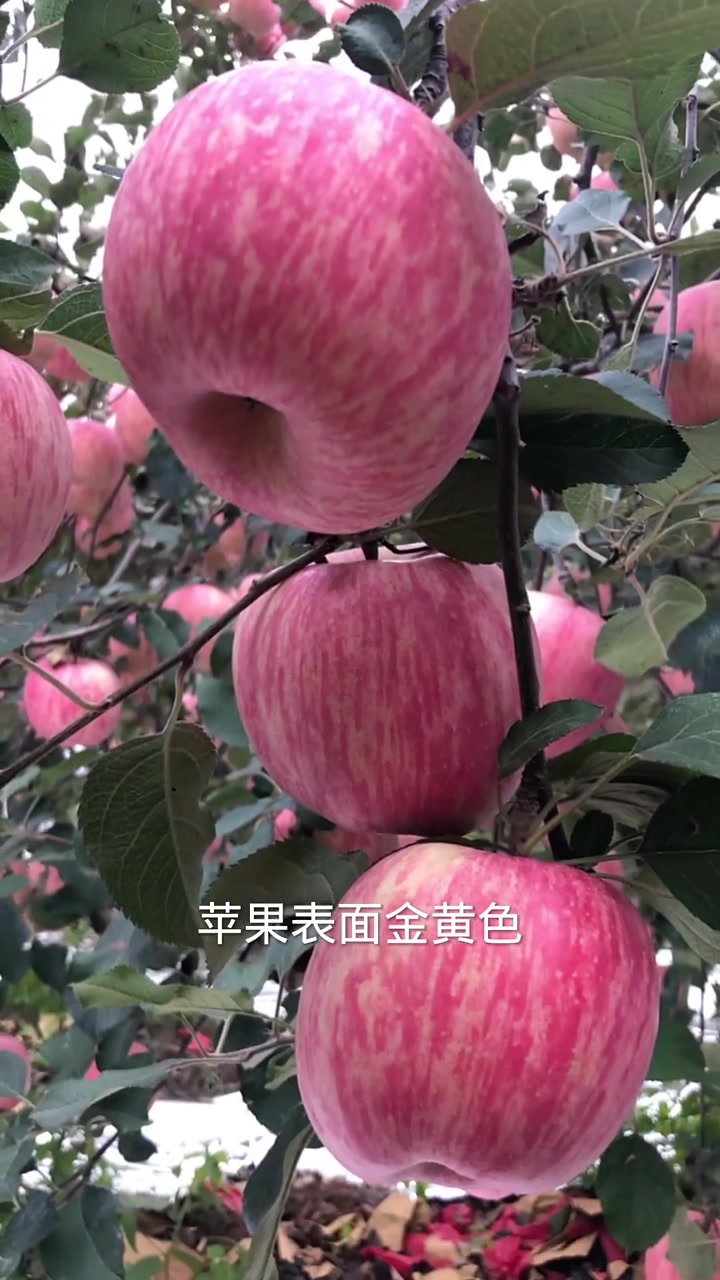 第40集|未来10年最值得发展的10个苹果新品种!一个比一个好,你种了几个?