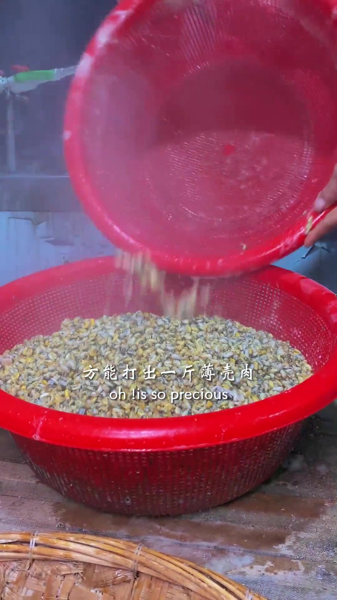 在潮汕,有一款米是生长在海里的,你们知道是什么吗 薄克米 海瓜子 潮汕特产 潮汕美食