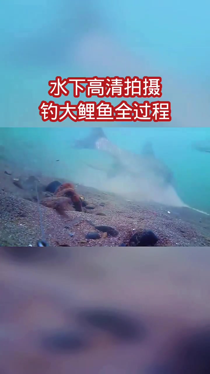 水下高清拍摄 钓大鲤鱼全过程