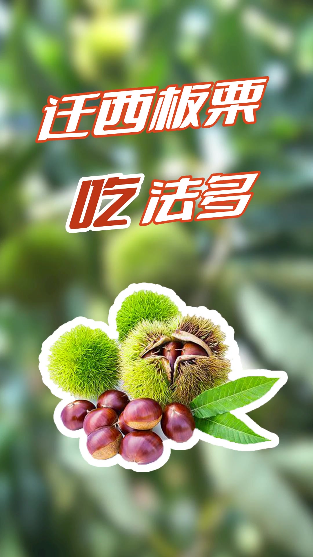 迁西板栗香,产业振兴忙