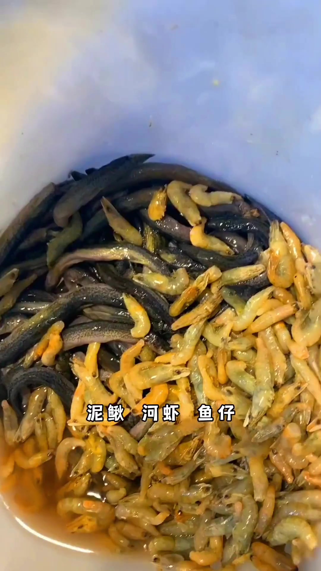 大型观赏鱼表情的光鲜亮丽 实则非常耗费心 观赏鱼 养鱼日记 巨骨舌鱼 鳄雀鳝 龙鱼