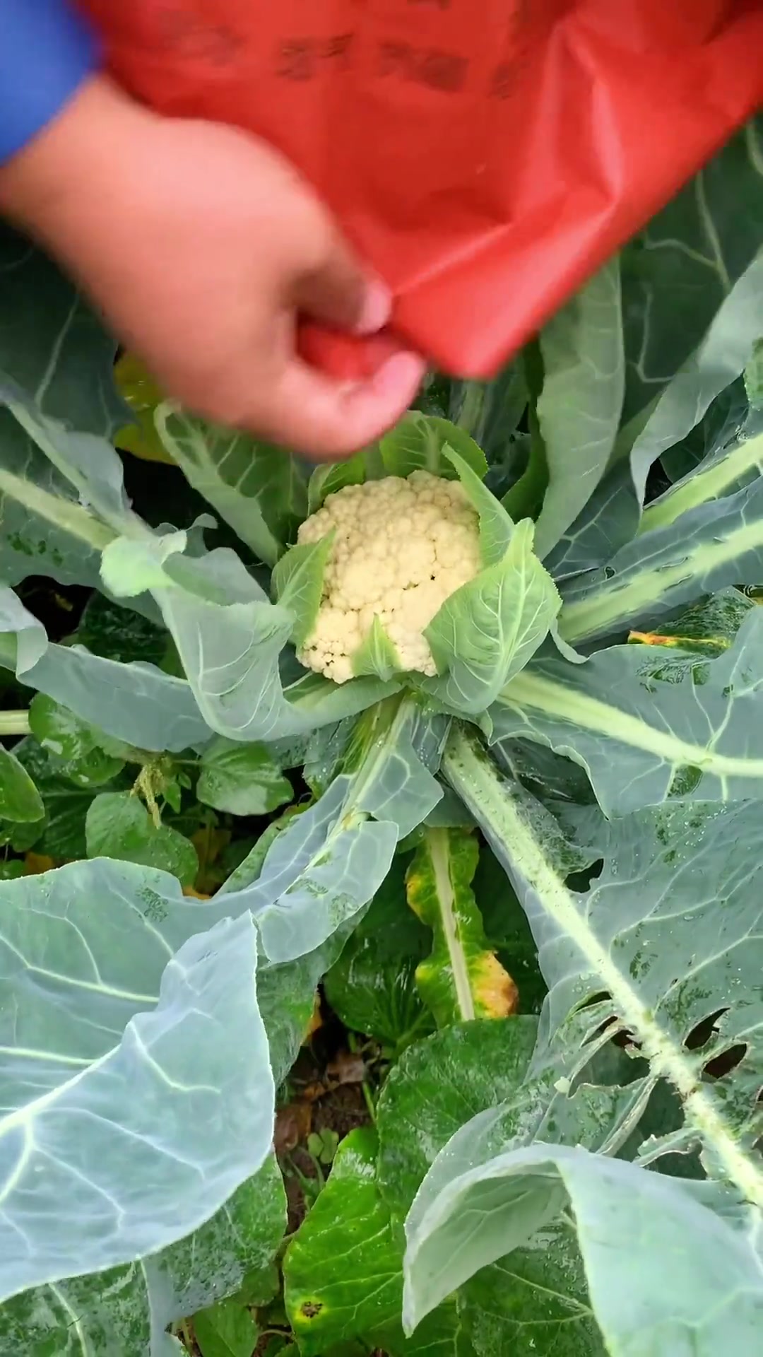 种菜 蔬菜基地 农业种植 花菜要想效益好,这个袋子少不了