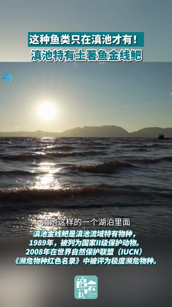 滇池仅有!这种鱼类在全世界其他地方都没有!追云记