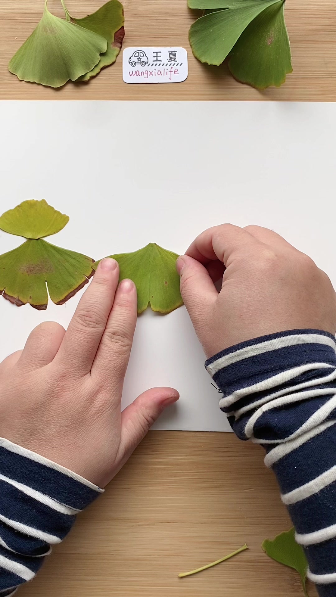 四小天鹅(树叶画)