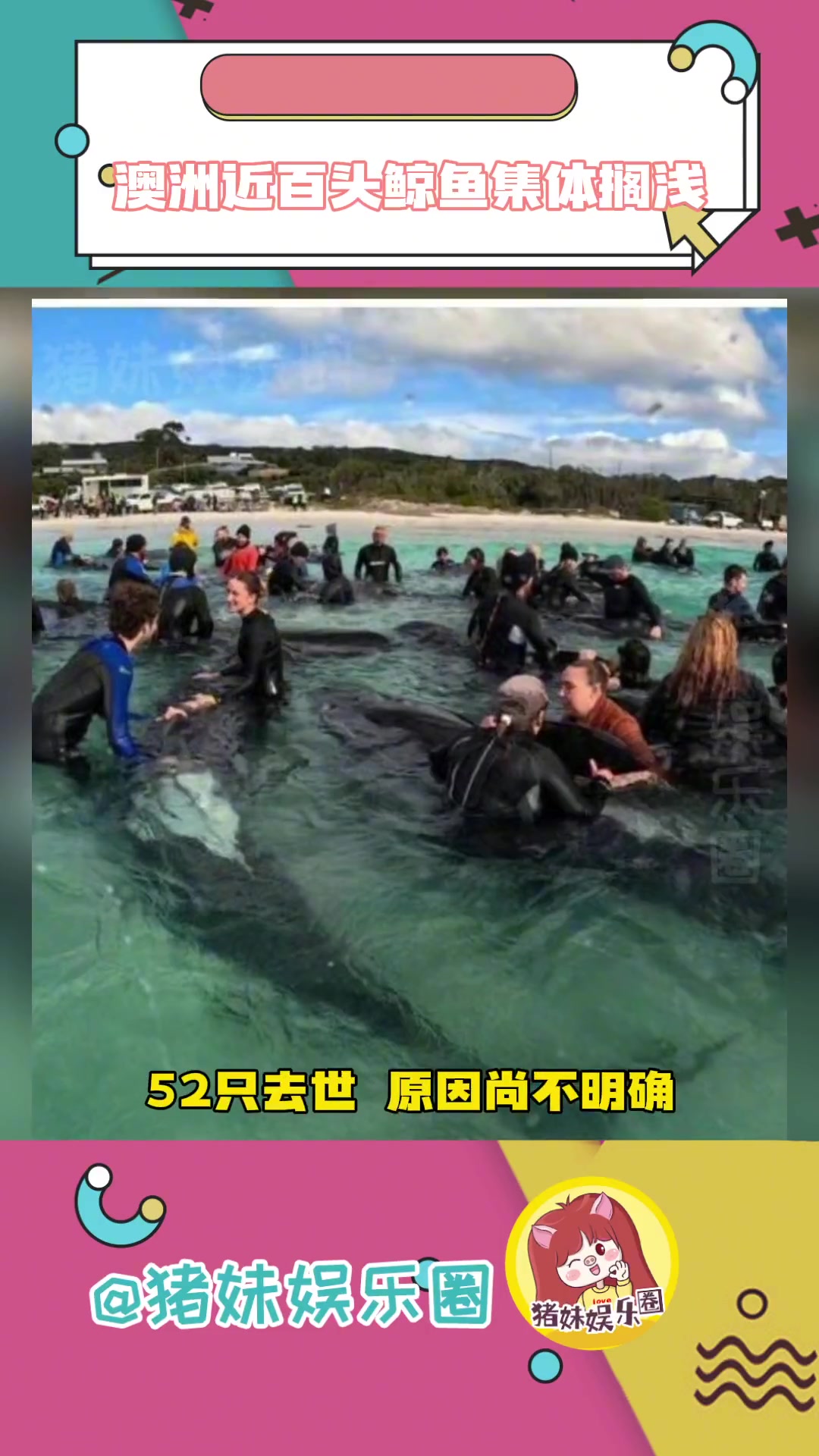 鲸鱼是远古的高灵性生物,或许他们也感知到地球不安全了吧……鲸鱼