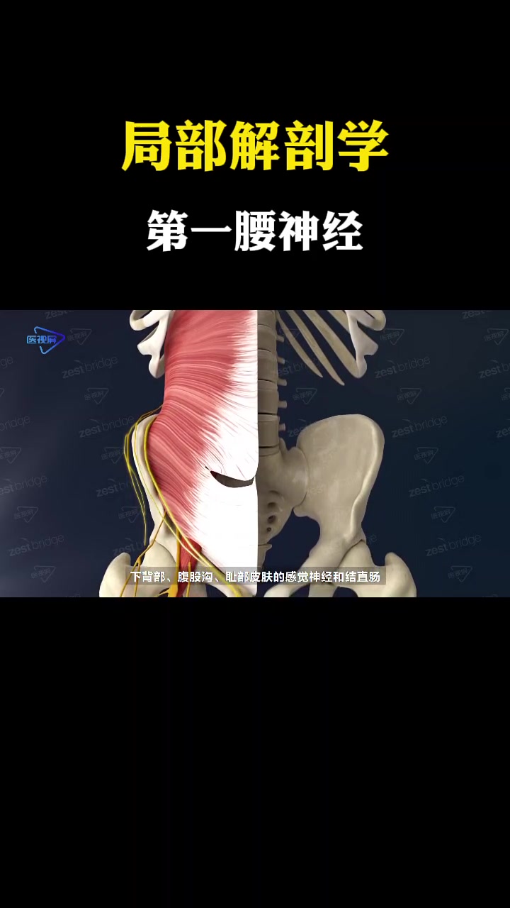 第一腰椎神经主要控制人体前侧骨盆,与大腿根部结合位置的皮肤感觉,向侧后方延伸到髂骨边缘,再