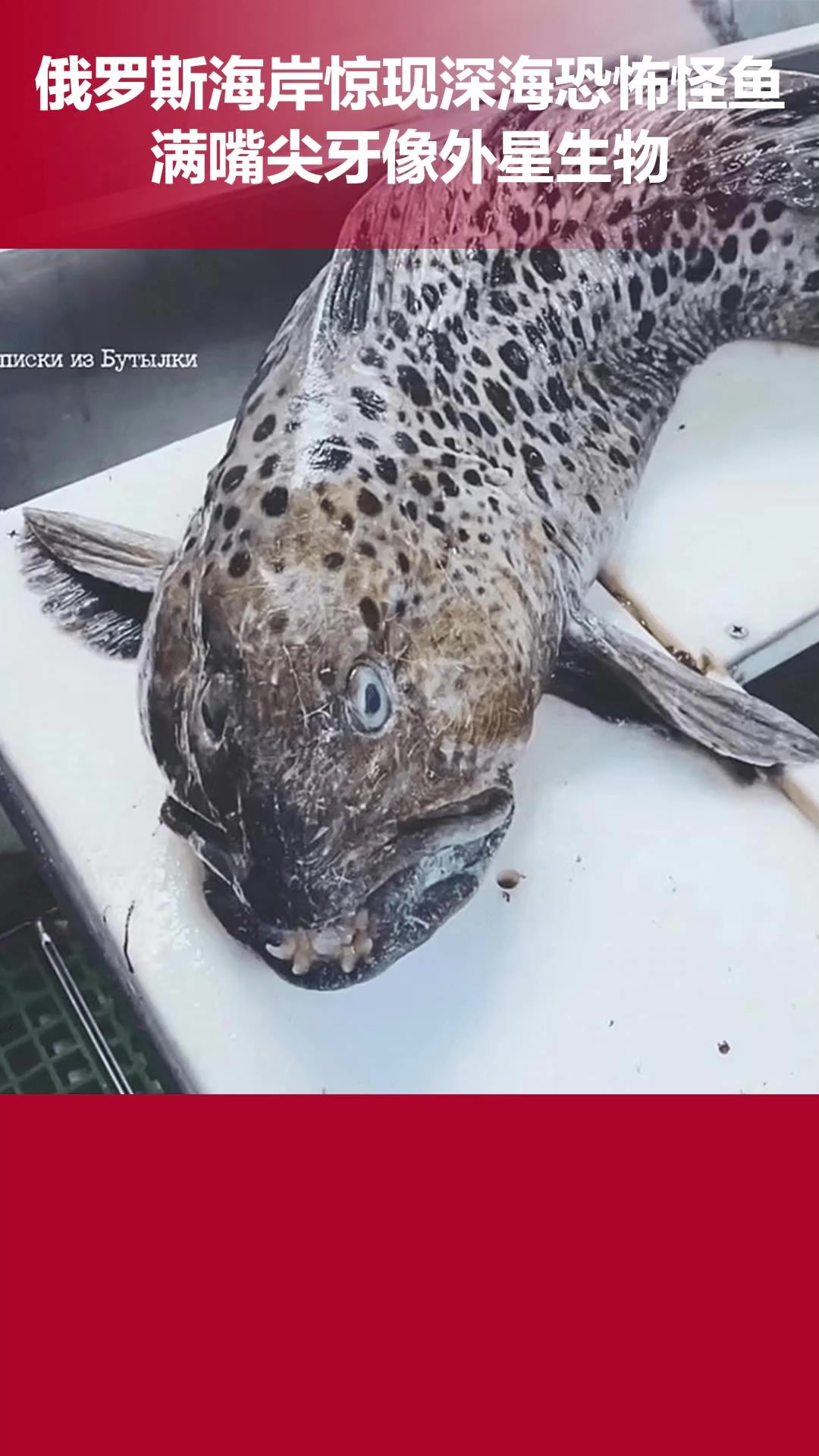 俄罗斯海岸惊现深海恐怖怪鱼:满嘴尖牙像外星生物