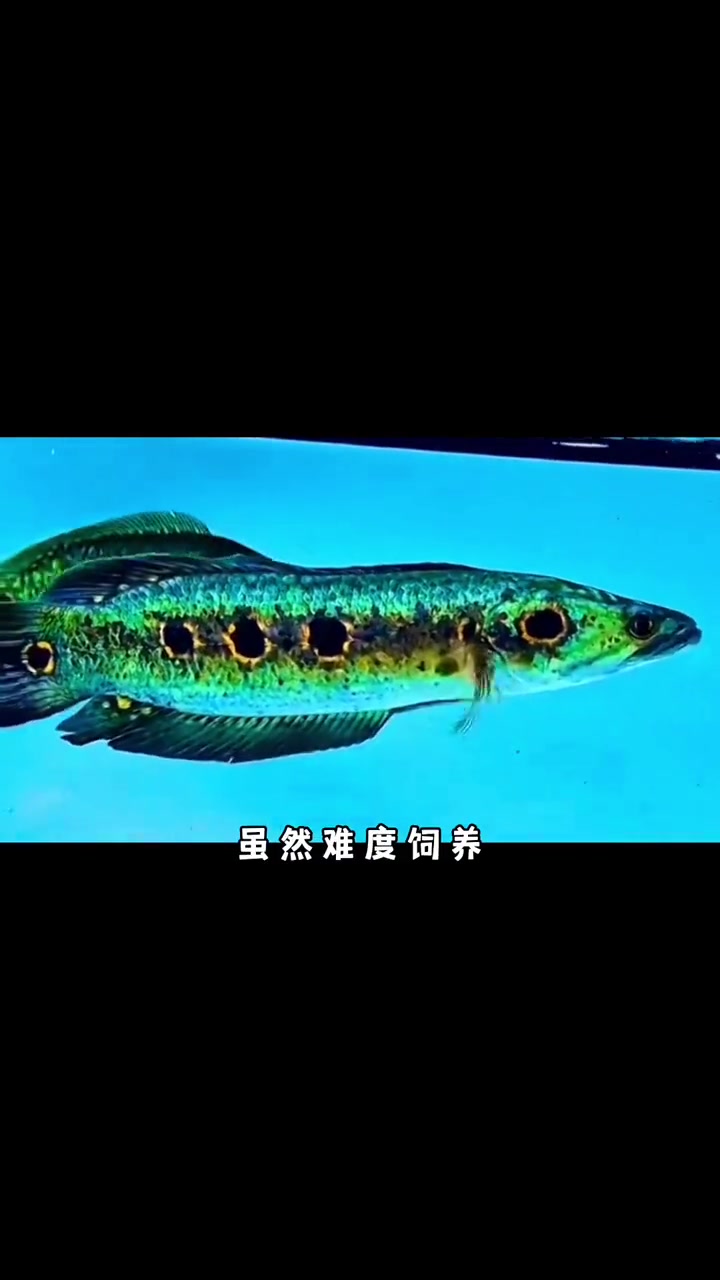 注意 七彩海象这货也会撞缸噢 水族 观赏鱼 七彩海象雷龙 养鱼日记 养鱼