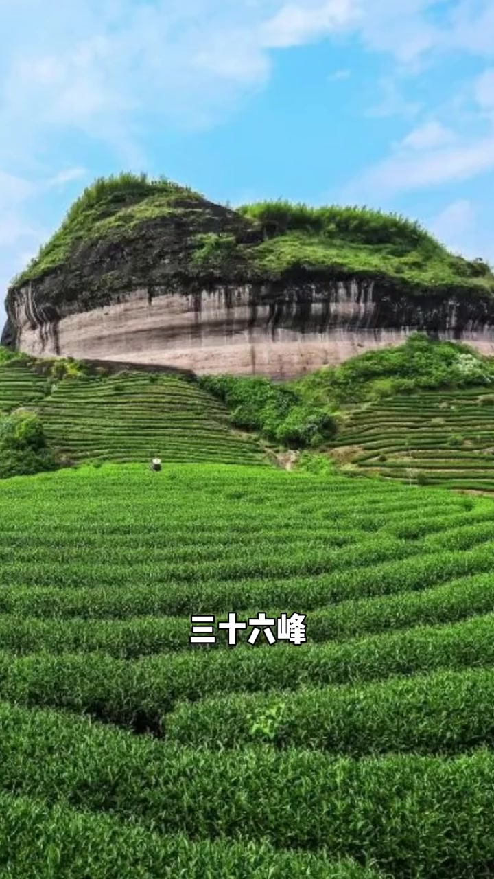 武夷岩茶中 大红袍和肉桂 究竟有什么区别?武夷岩茶 召唤茶友 大红袍 肉桂