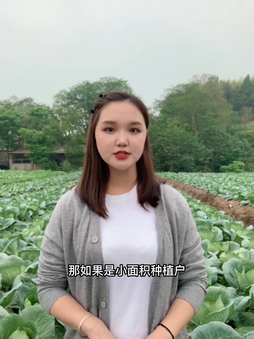 秋冬季蔬菜适合种什么呢?茄子辣椒抓紧时间种起来吧!三农 农业种植 蔬菜种子