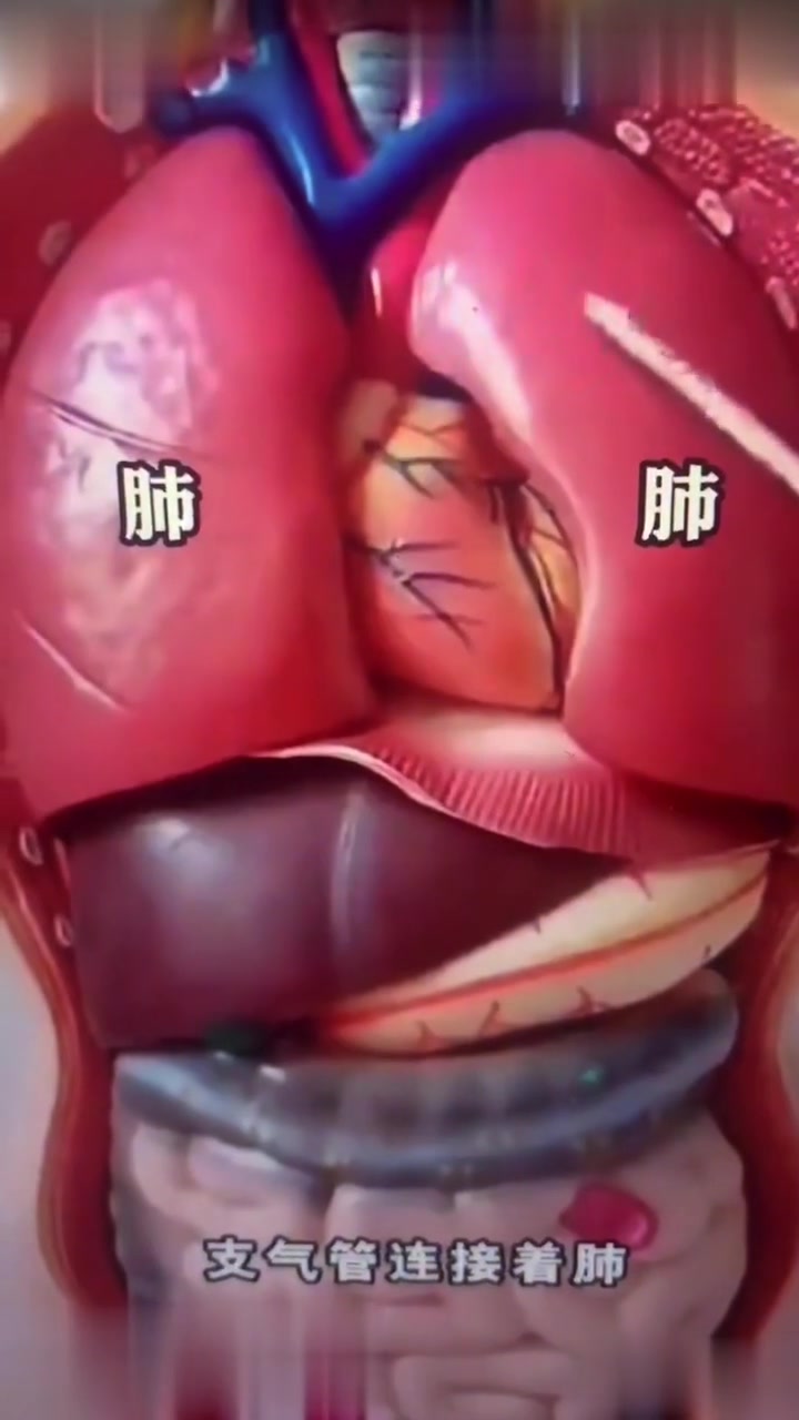 人体内脏器官分布图