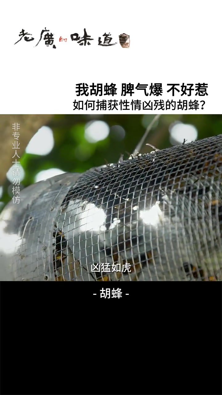 胡蜂食肉,体型较大,性情凶猛,没事千万别去招惹它!食在岭南 老广的味道 纪录片