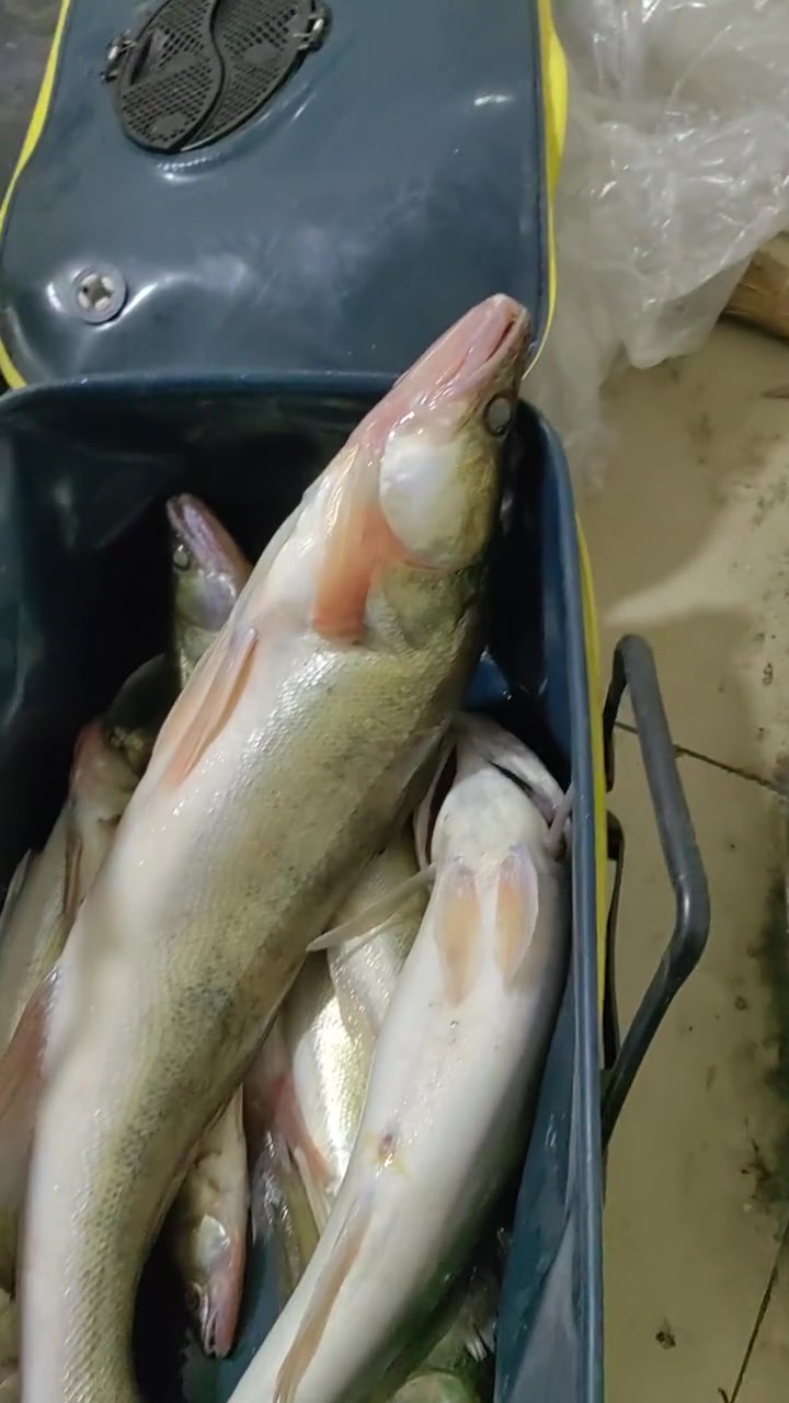 路亚鱼货!梭鲈鱼!东北铜锣鱼!