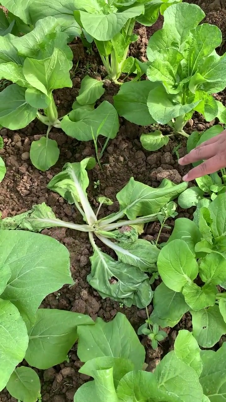 邓总讲解苔菜类蔬菜的种植知识啦!三农 种植小技巧 蔬菜种子