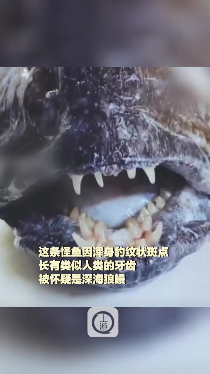 8月27日(报道时间),俄罗斯,俄渔民捞到深海怪鱼长有类似人类的牙齿,网友:像恐怖外星生物