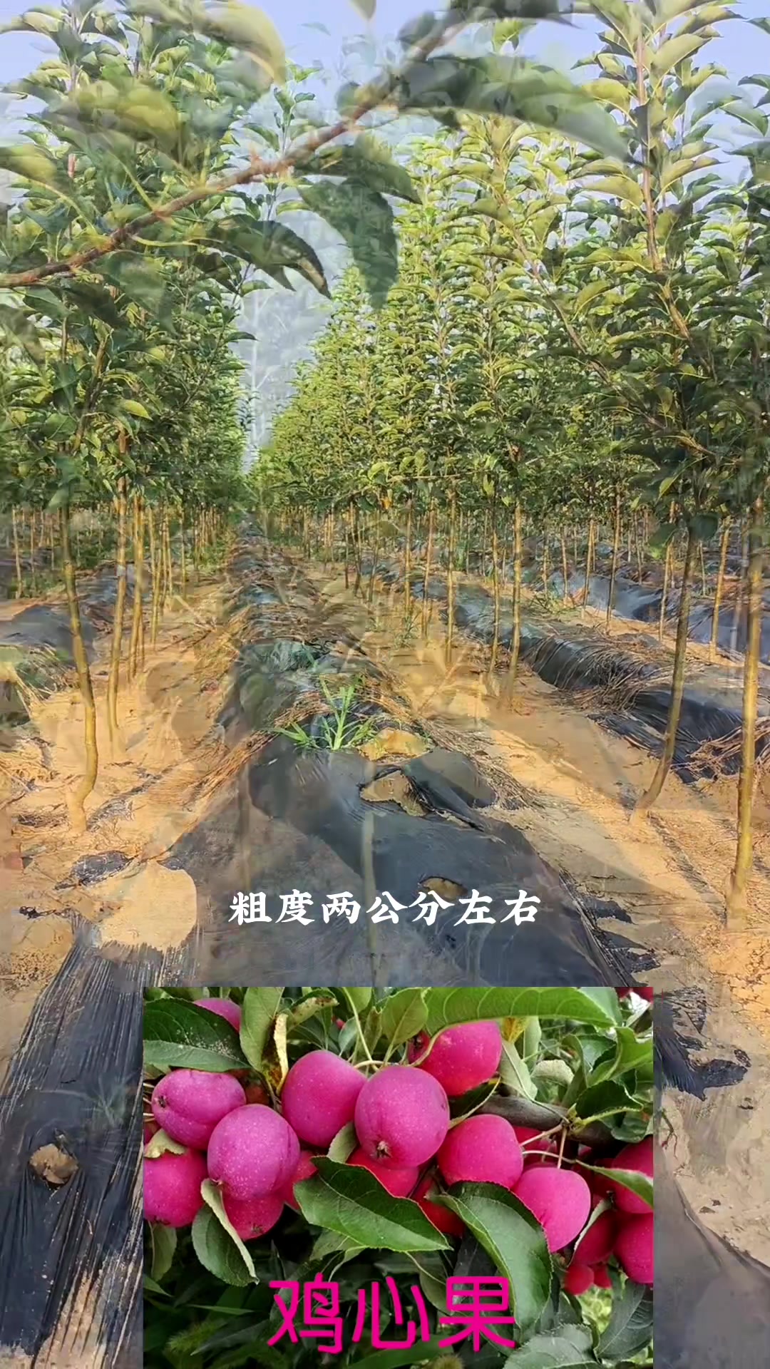 鸡心果树苗 鸡心果苹果苗树势长势情况