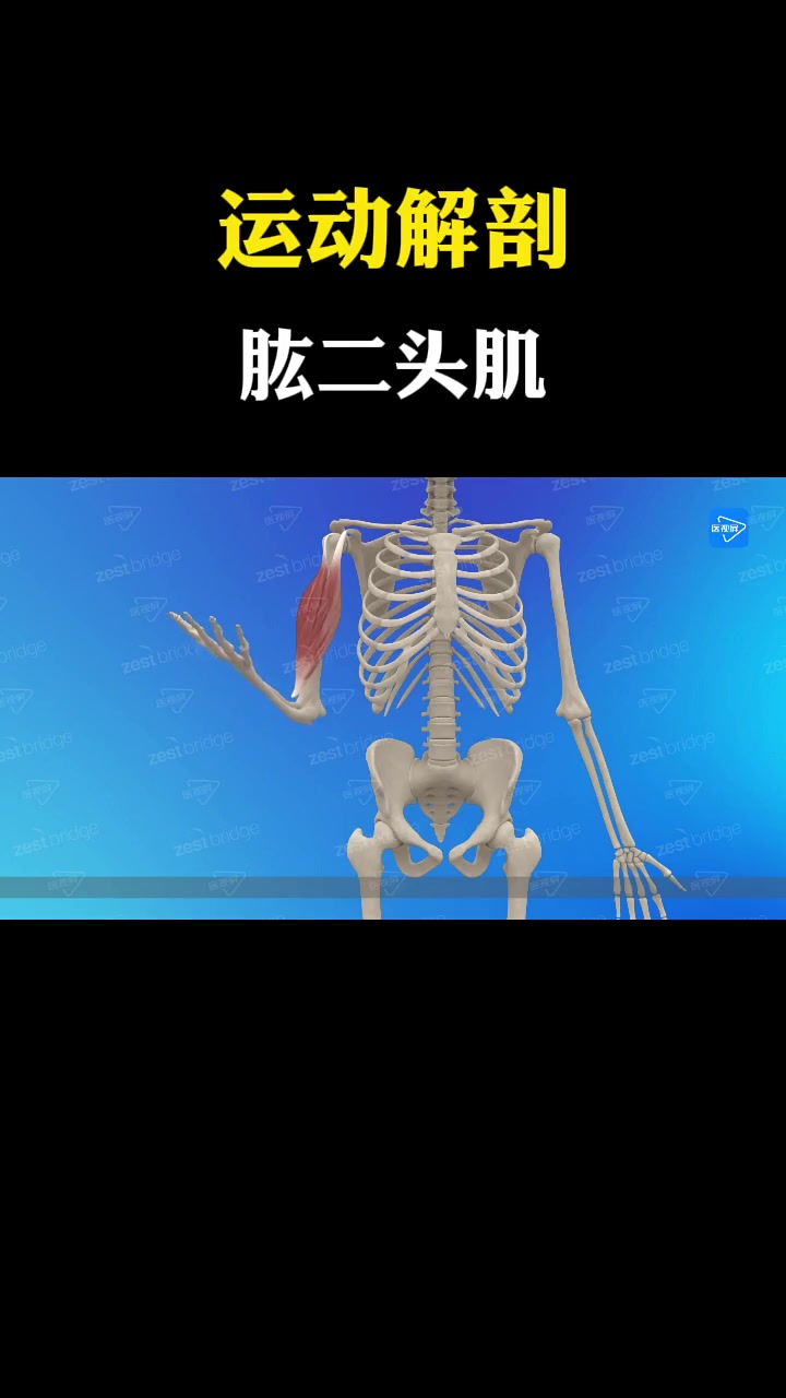 肱二头肌位于上臂前侧,整肌呈梭形。肱二头肌有长、短二头,故名。肱二头肌属于小肌肉群,因此在