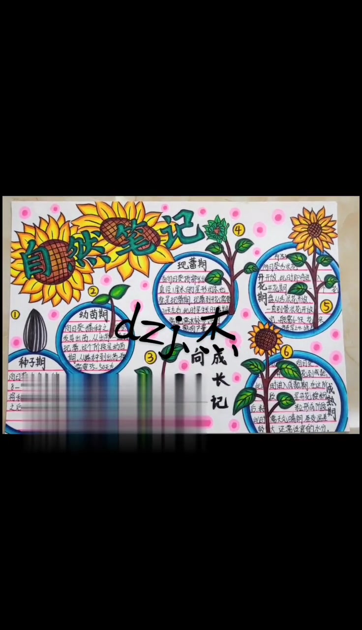 完成一幅关于向日葵自然笔记
