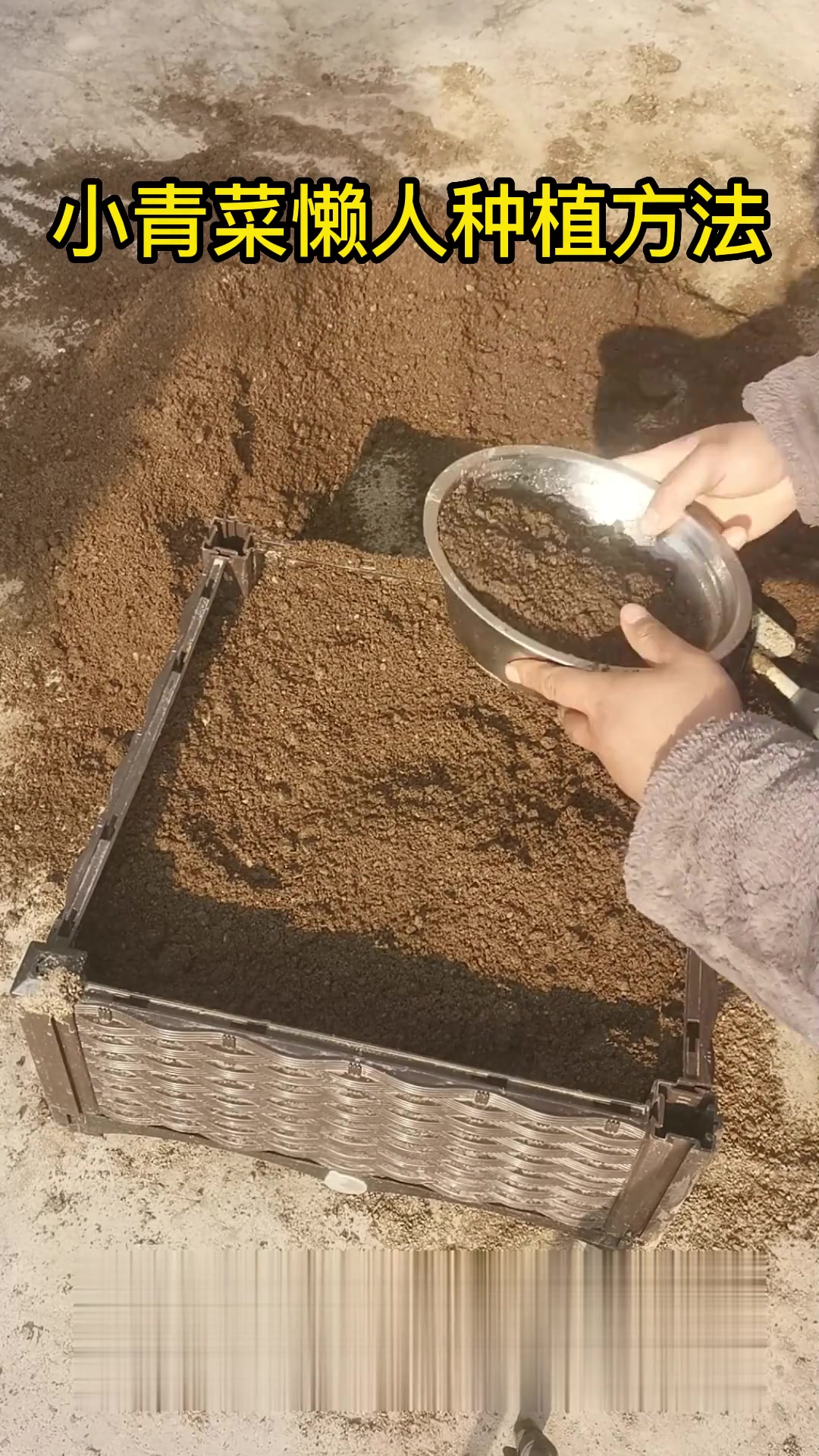 爱种菜的小鹿分享小青菜懒人种植方法
