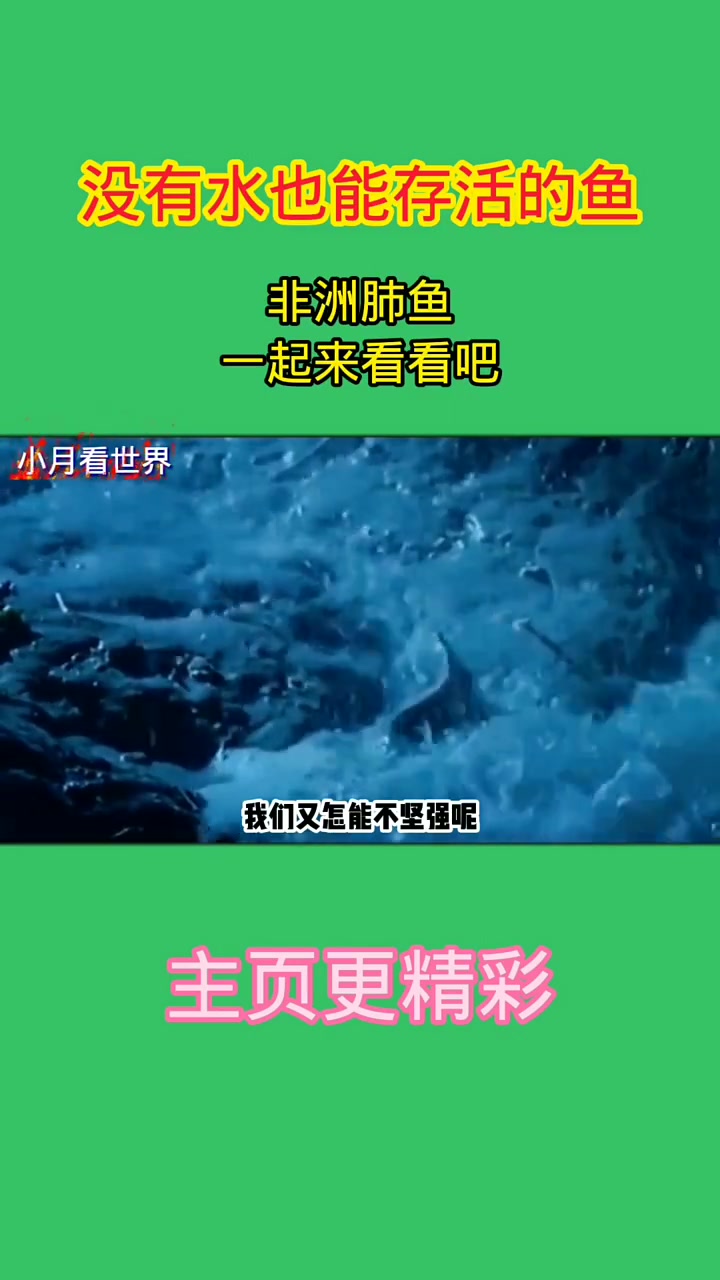 没有水也能存活的鱼,非洲肺鱼。一起来看看吧!