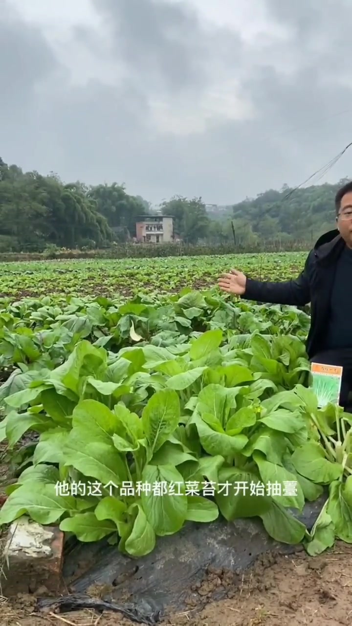 白菜苔种子,菜苔,白菜苔。当季可种植叶类菜 三农 阳台种菜 新农村计划2022 蔬菜种子 