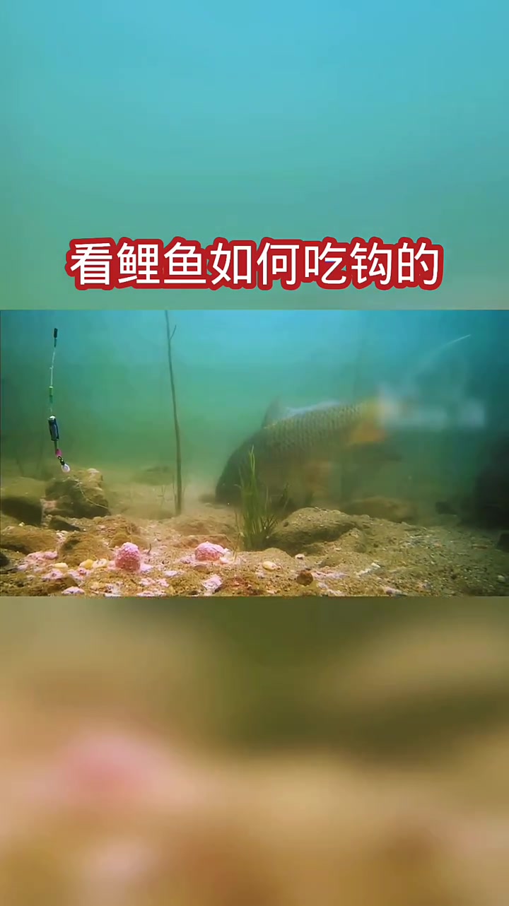 原来鲤鱼吃钩这么谨慎,所以垂钓鲤鱼必须安静,而且都是一群出动