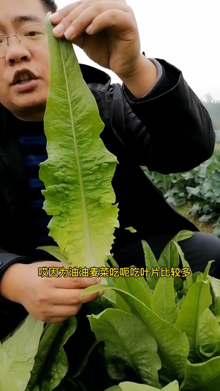 当季可以种植的油麦菜品种 三农 新农村计划2022 种菜 农业种植 油麦菜 阳台种菜 蔬菜