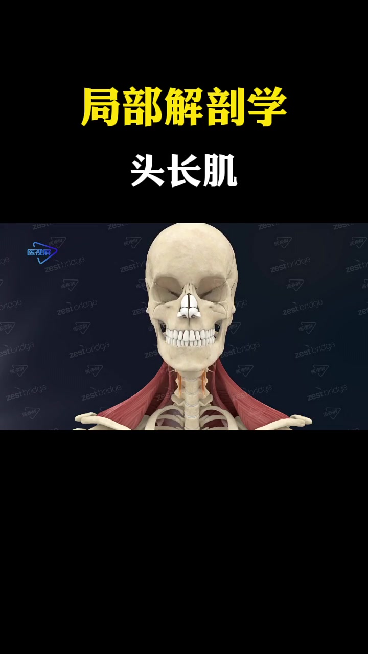 「运动解剖学」头长肌,位于舌骨和斜方肌的深面,是组成屈肌的一部分