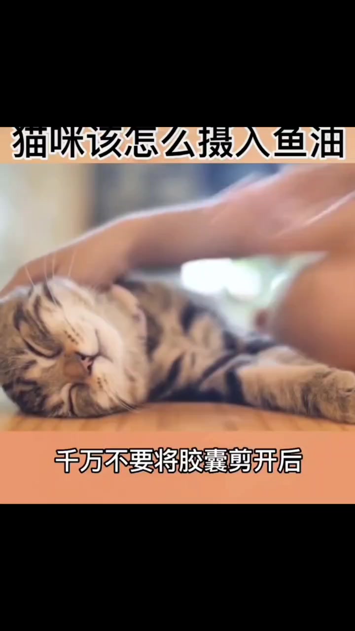 猫咪怎么吃鱼油?