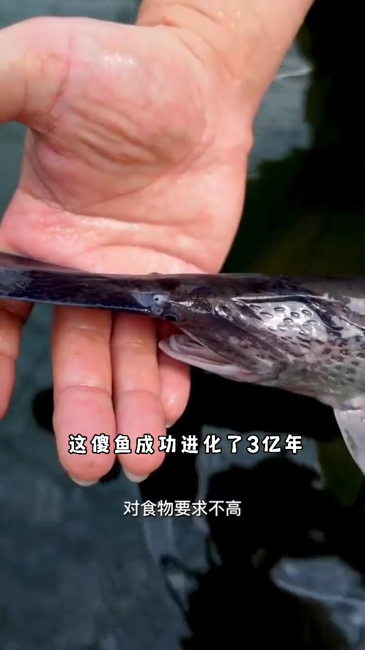 观赏界鸭嘴鱼 你见过吗?鸭嘴鱼 养鱼日记 七彩神仙鱼 水族爱好者 养鱼人