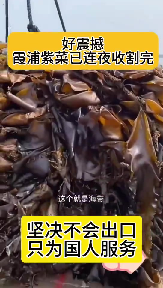 海带已全部出海 好震撼!霞浦紫菜已连夜收割完 只给我们国人吃!