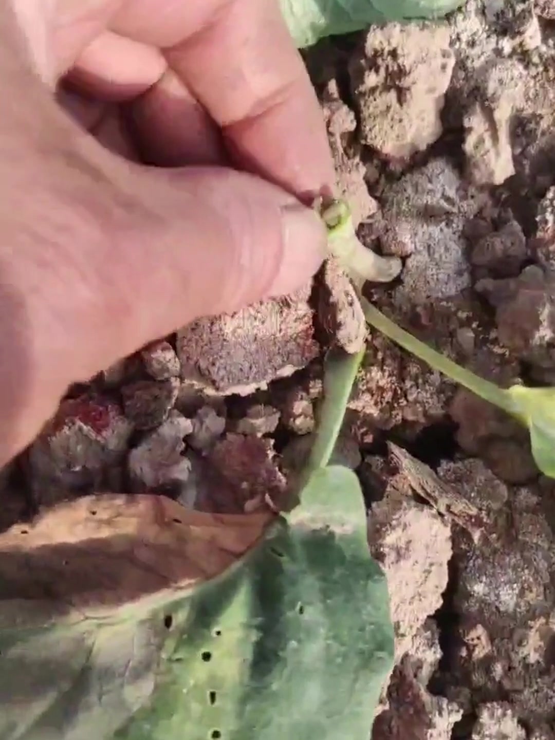 大棚菜花黑腐病,症状为茎秆黑色,防治方法