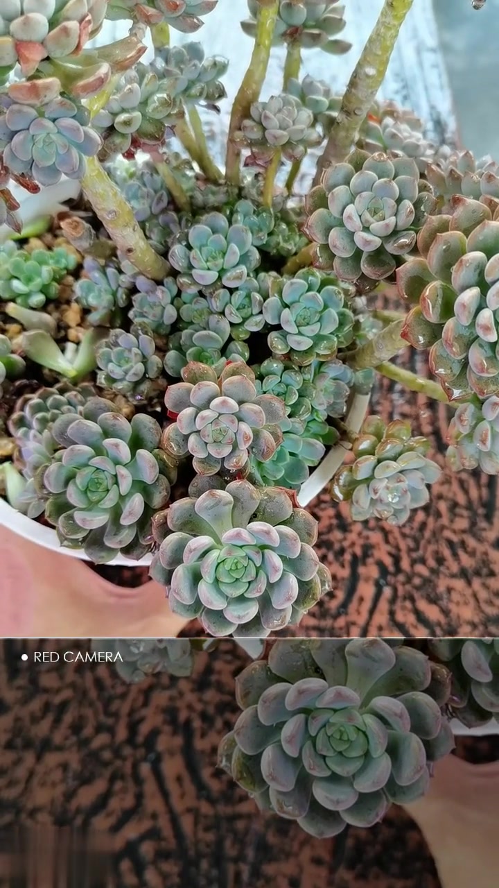 粉布偶多肉植物