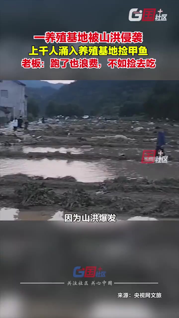 8月28日,湖南常德。上千人涌入被山洪侵袭后的养殖基地捡甲鱼,养殖场老板表示:跑了就浪费了