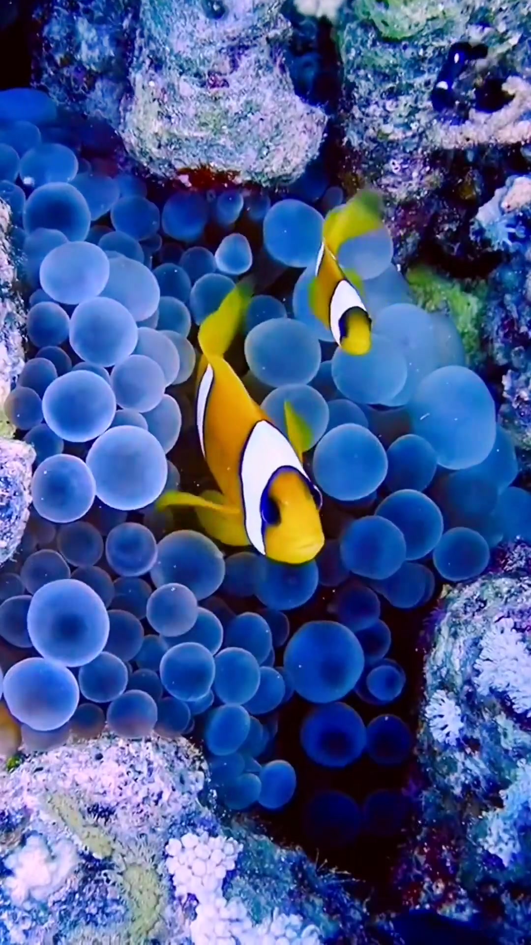 蓝色治愈系的海洋珊瑚中孕育着五彩斑斓的海洋生物鱼类活力十足 一起看看海底世界 世界不能没有