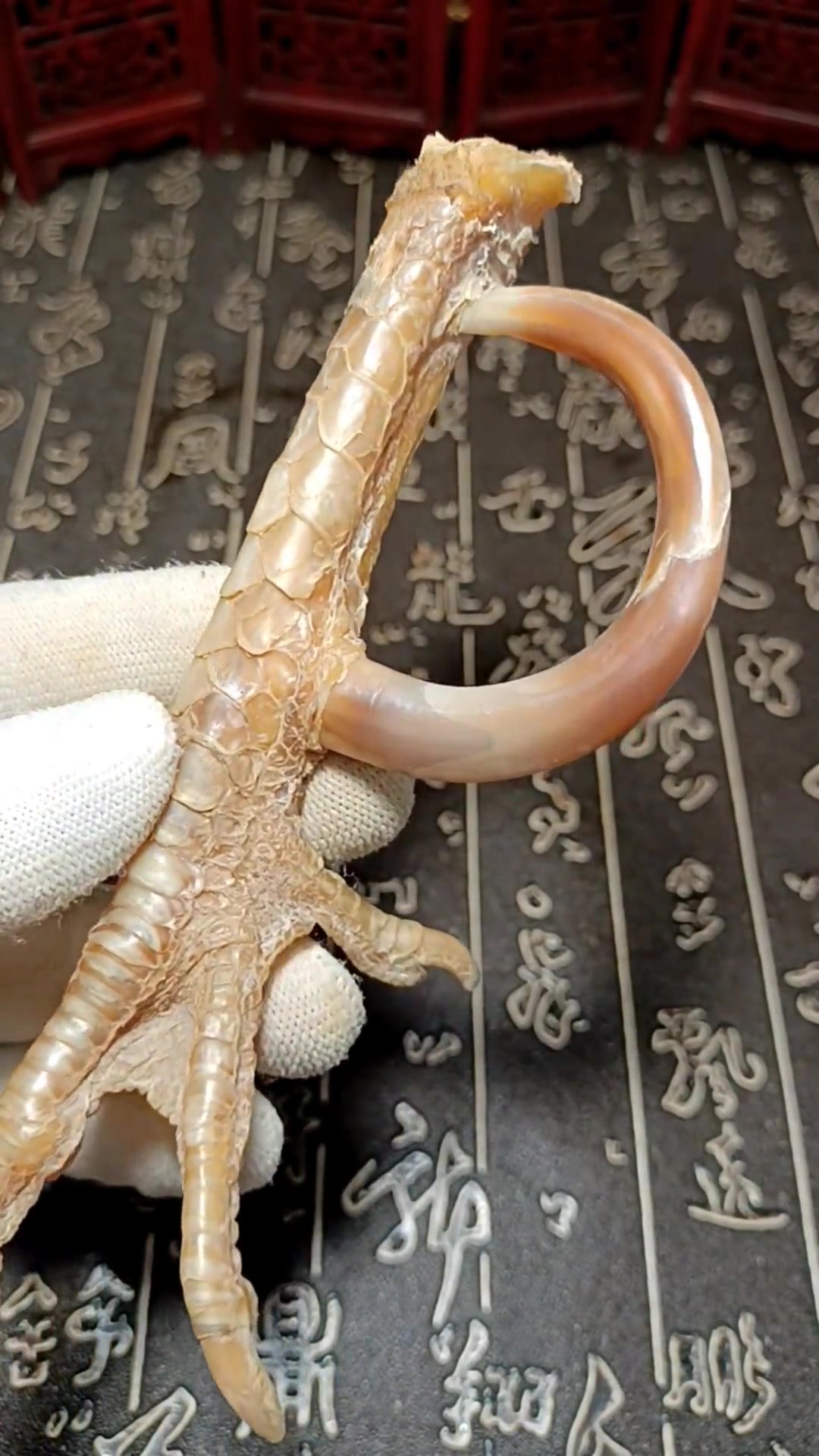 哈哈,这个鸡爪子都干透了,还是个红色鸡蹬子 文玩鸡爪骨 文玩鸡爪骨原创 公鸡中的战斗鸡欧耶