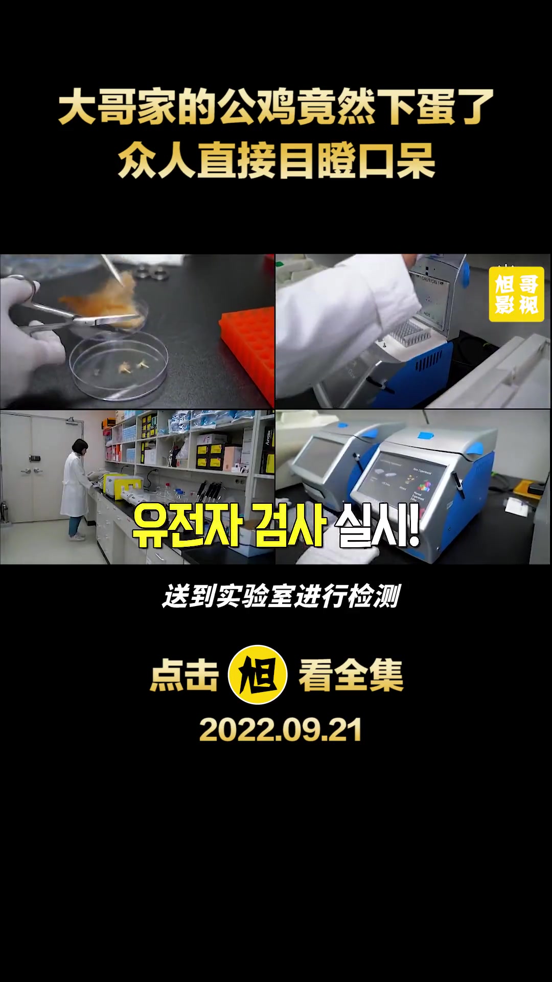 大哥家的公鸡下蛋了,全村纷纷赶来围观 纪录片 奇闻异事