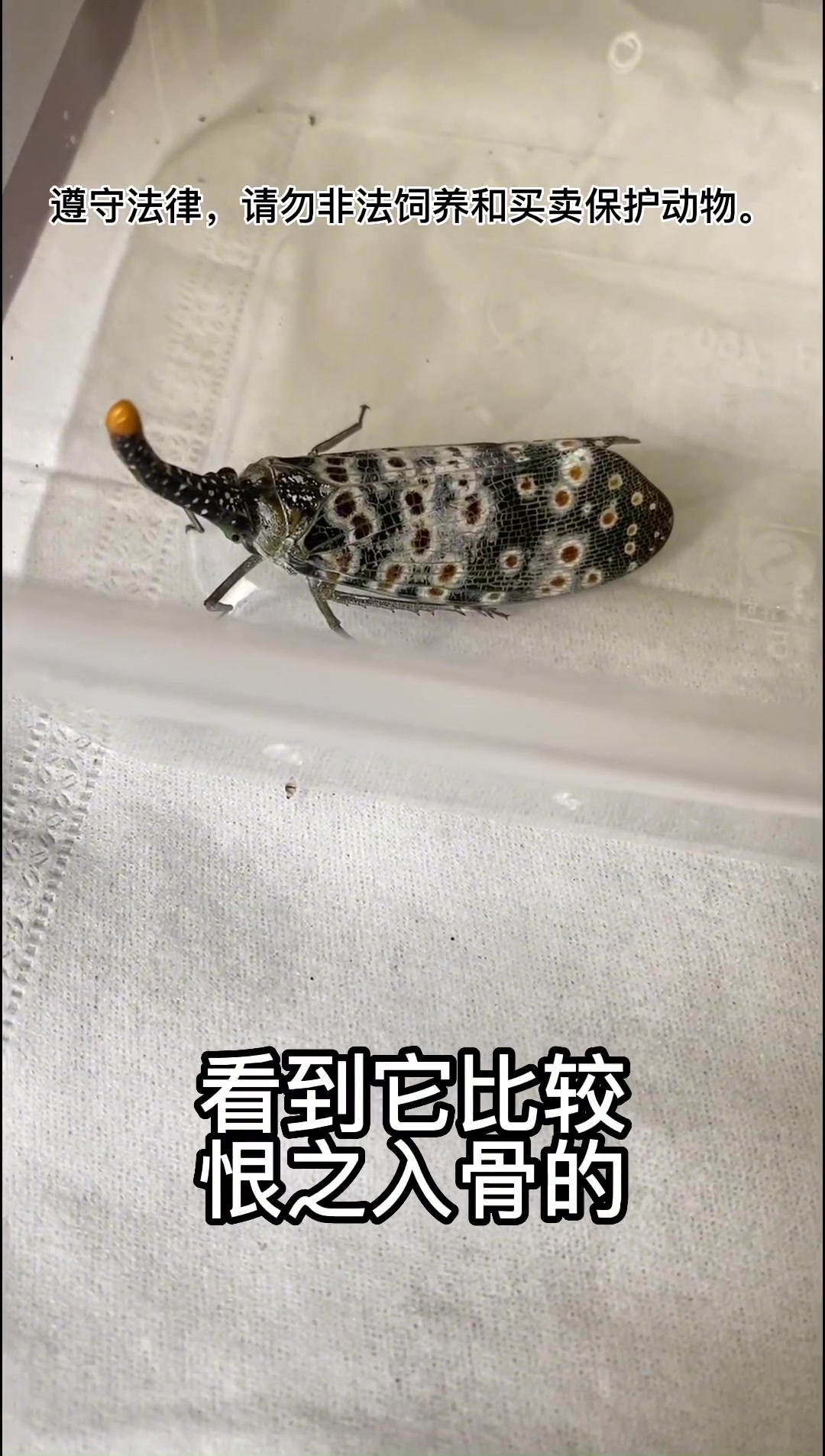 鸣虫文化-长相怪异的蝉,就是身手敏捷的人啊,也抓不住它。鸣虫