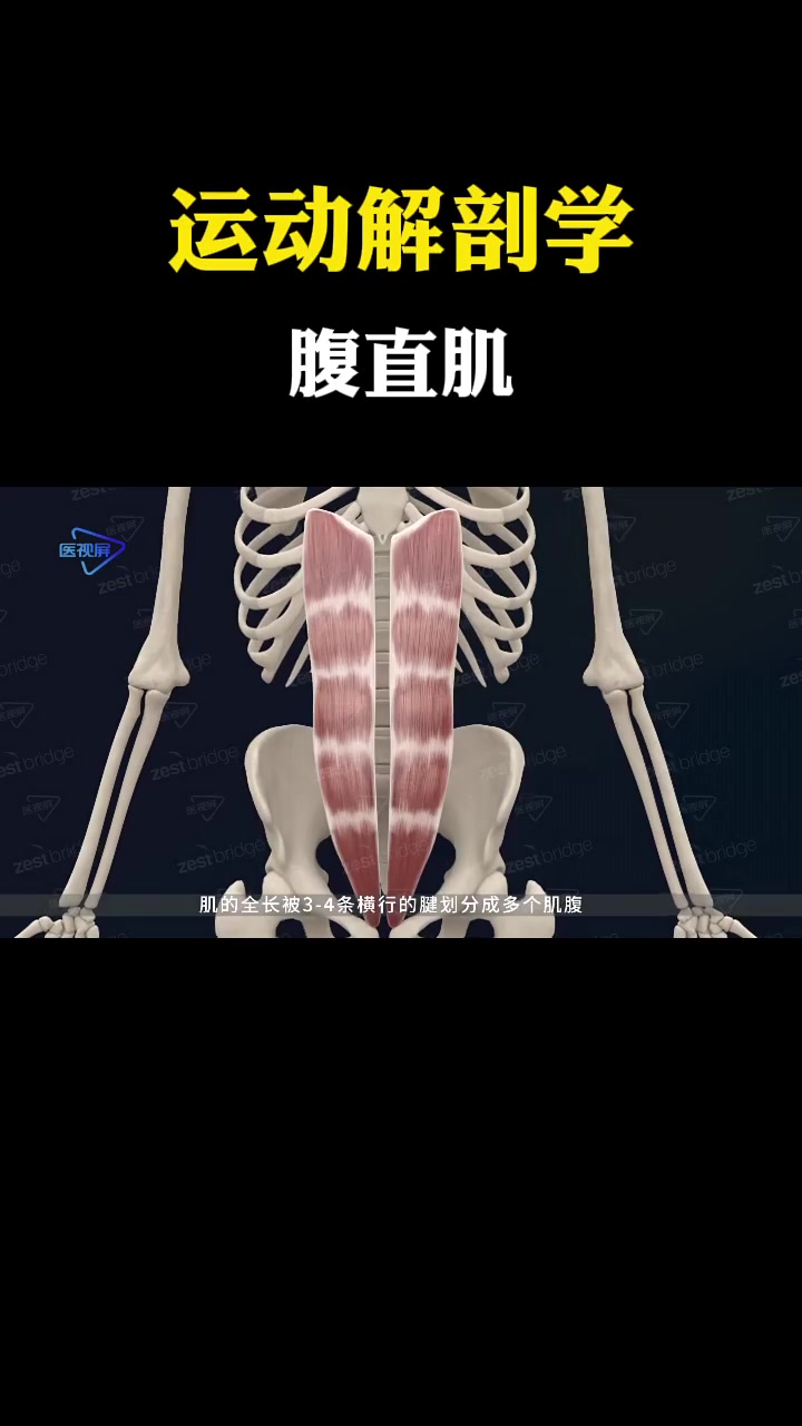 腹直肌位于腹壁,是两条纵行的肌肉,有保护腹部脏器的功能。腹直肌发达的女性不仅腰腹平坦,就算