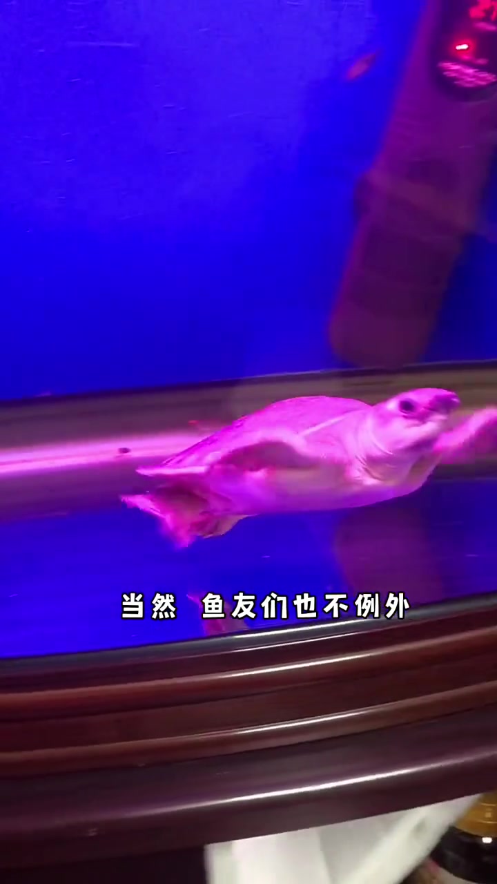 观赏鱼 水族 水族爱好者 猪鼻龟 养鱼日记 自2004年世界自然基金会将猪鼻龟列入世界10