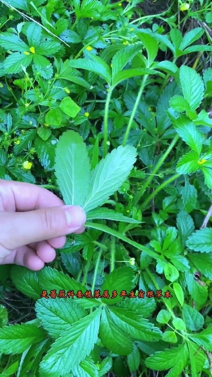 五爪金龙,“疮”的克星,懂得都会在家门口种一棵!一日一植物 大自然的馈赠 蛇含委陵菜