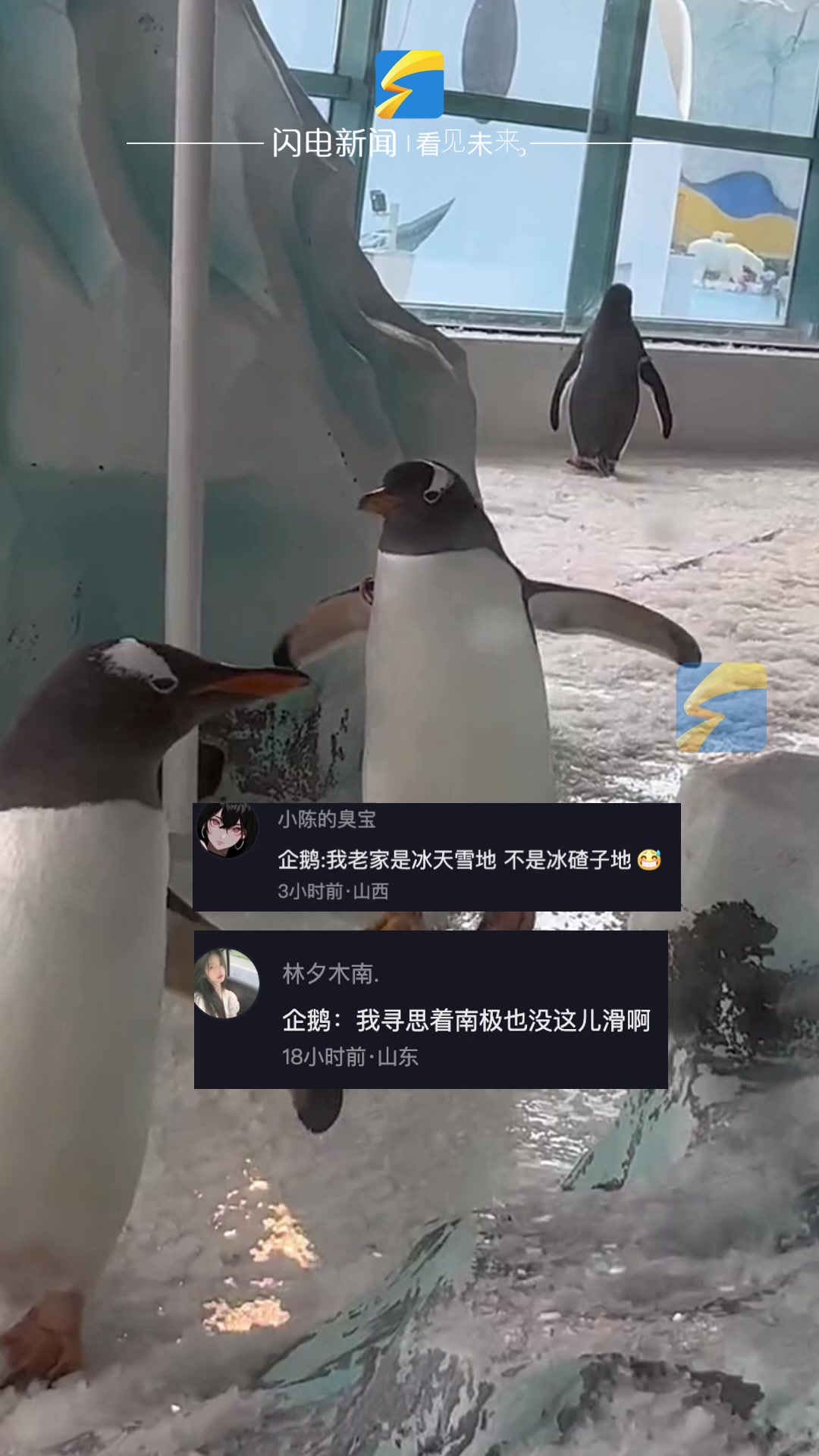 极地公园企鹅栽栽愣愣走路笑翻游客