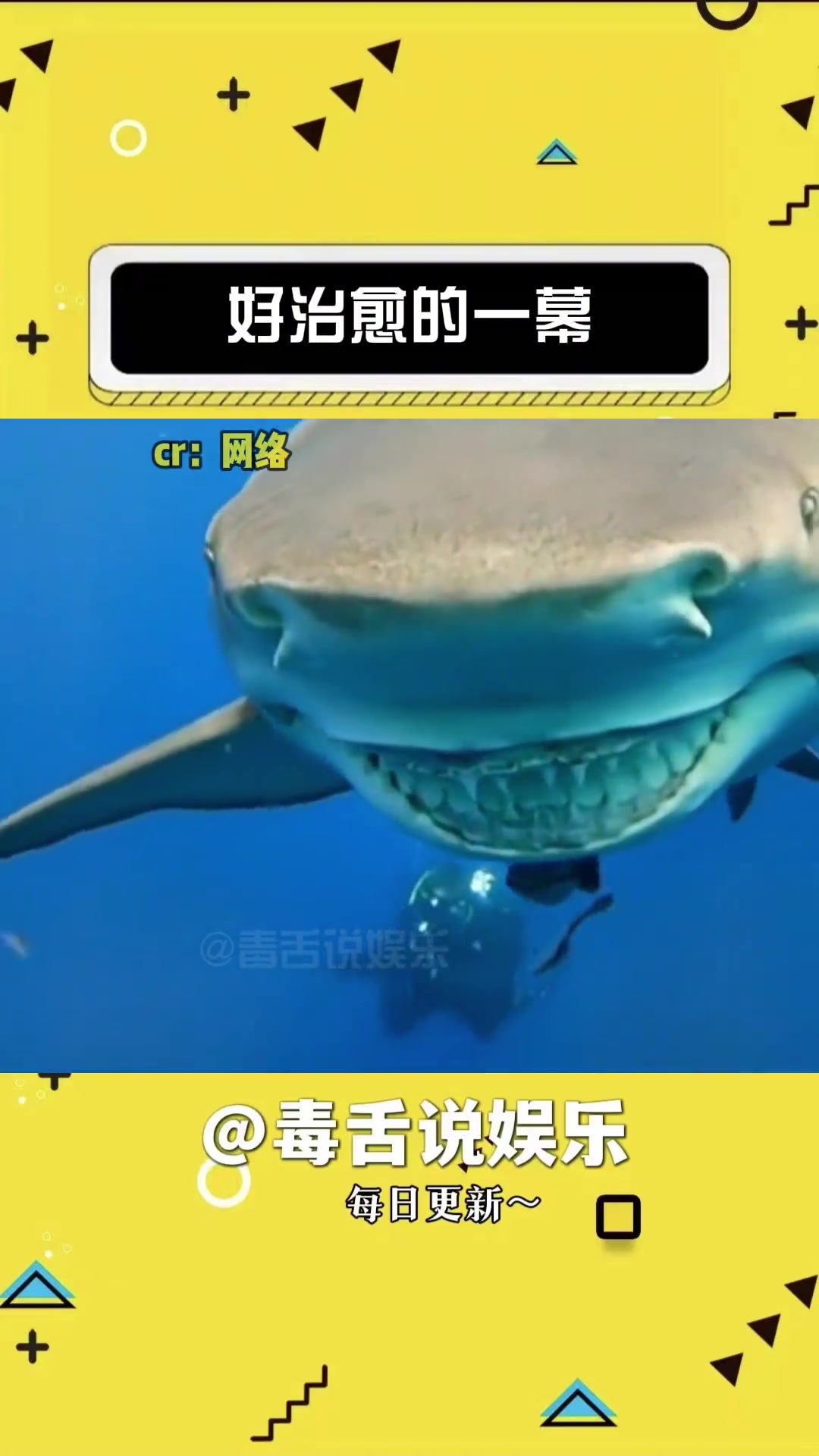 该说不说,这只鲨鱼笑起来真的憨憨的 鲨鱼 可爱