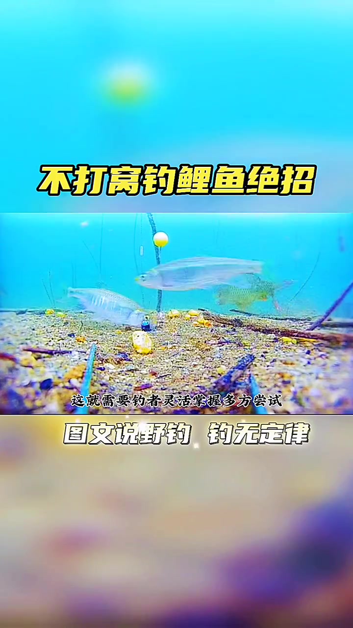 不打窝也能钓到鲤鱼的绝招