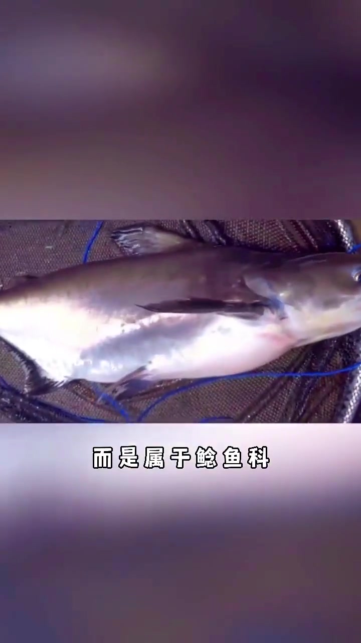 你家的鲨鱼有没有出现这几张情况呢 养鱼日记 观赏鱼 水族 养鱼人 最美原生鱼 大型鱼 龙鱼