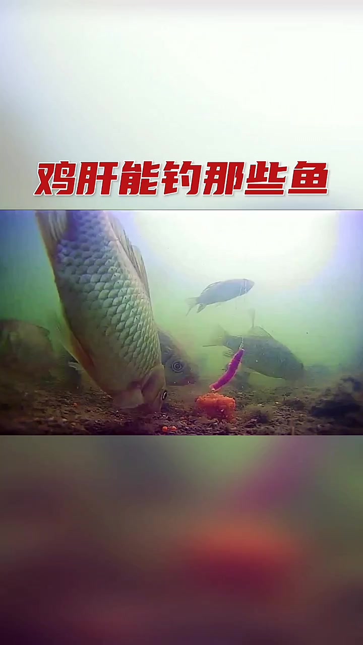 4块钱一斤的鸡肝能钓什么?把鸡肝稍微加工一下,很多鱼都能钓!