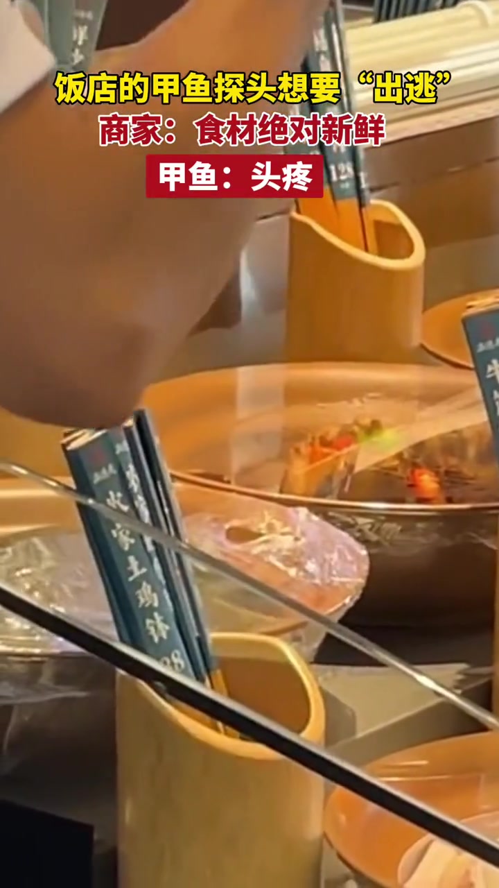 8月30日(发布),广东佛山,饭店的甲鱼探头想要“出逃”,不料……甲鱼:头疼。记录真实生活