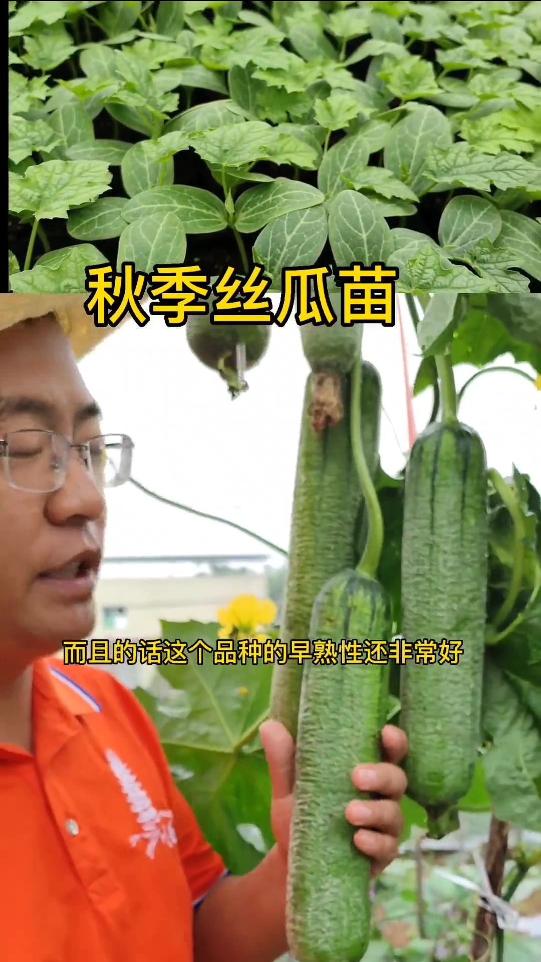 秋季丝瓜苗种植,短棒型皱皮丝瓜 三农 农业 丝瓜 阳台种菜