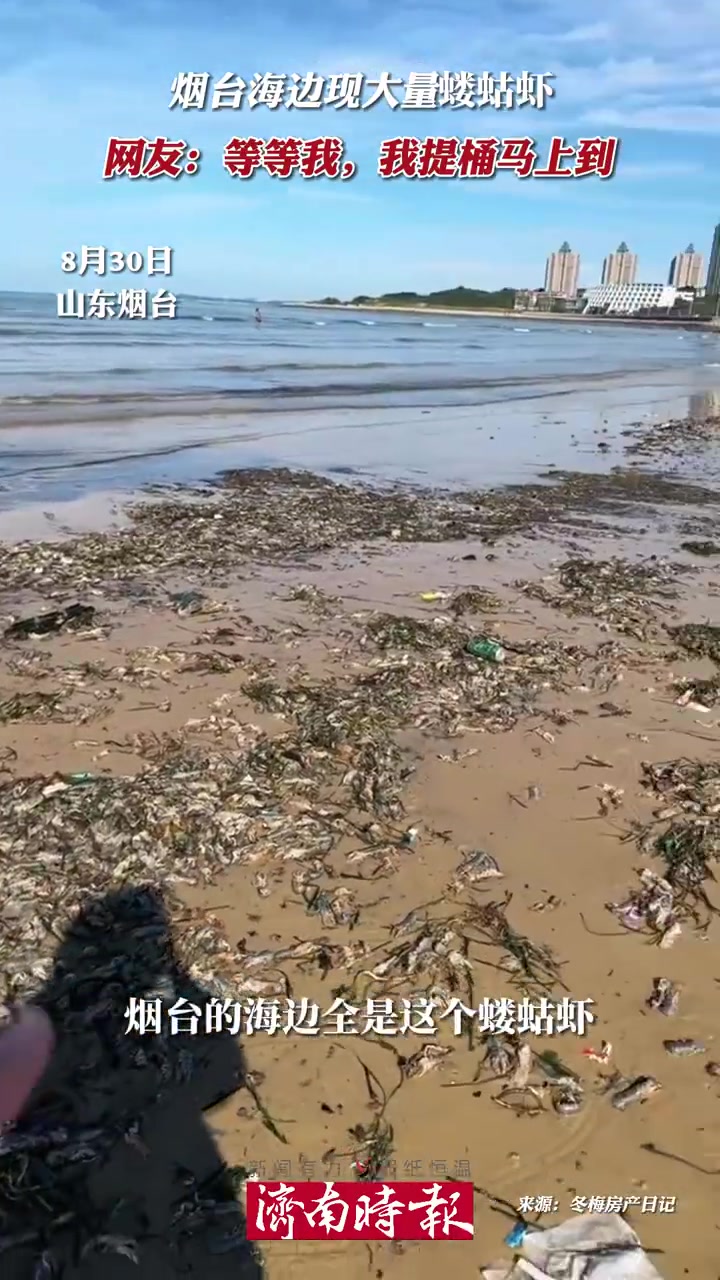烟台海边现大量蝼蛄虾「烟台海边蝼蛄虾根本捡不完 这么多!海边福利~」8月30日,山东烟台大
